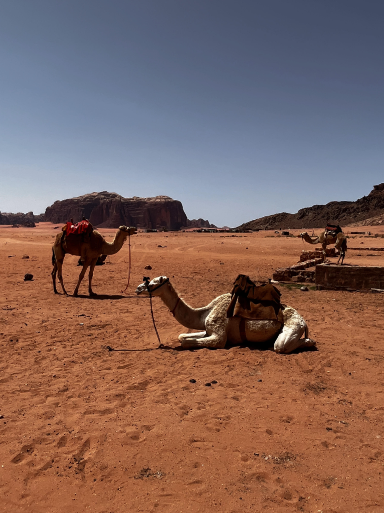 Camels resting in Wadi Rum desert.