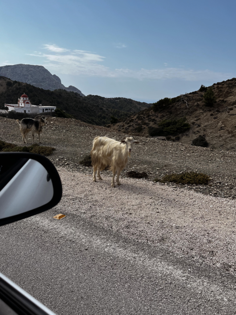 Wild goats in the mountains of Karpathos.