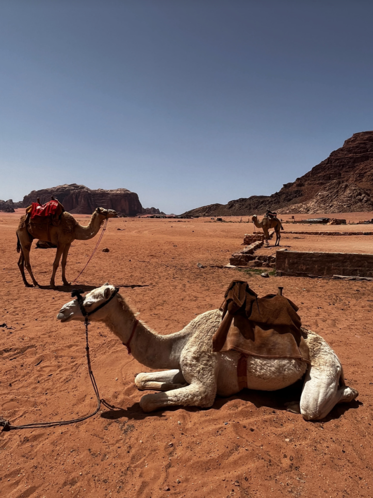 Bedouin camels at a rest stop on my day trip to Wadi Rum.