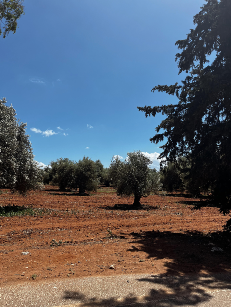 Olive groves of the Akrotiri Peninsula 