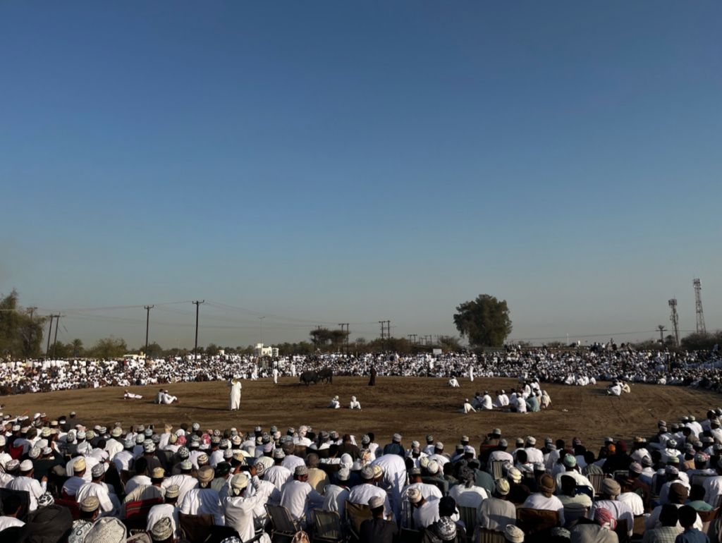 The Omani bull fights in the village of Liwa, close to the border with the United Arab Emirates.