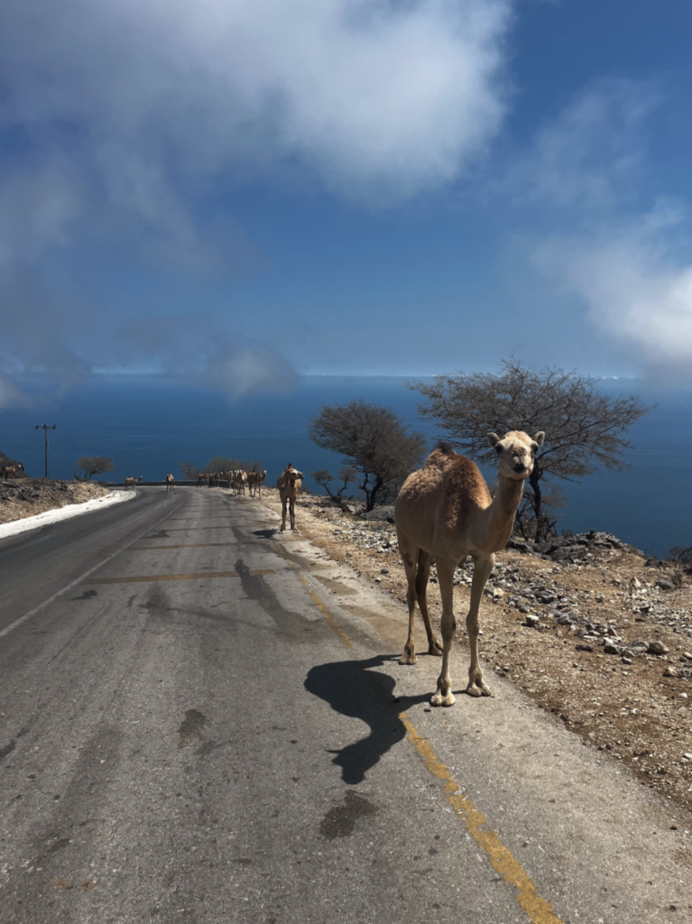 Wild Camels in the Dhofar region of Oman.