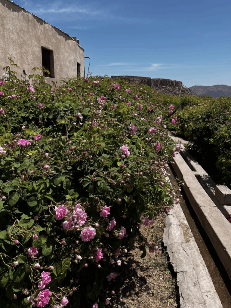 Rose season in Jebel Akhdar