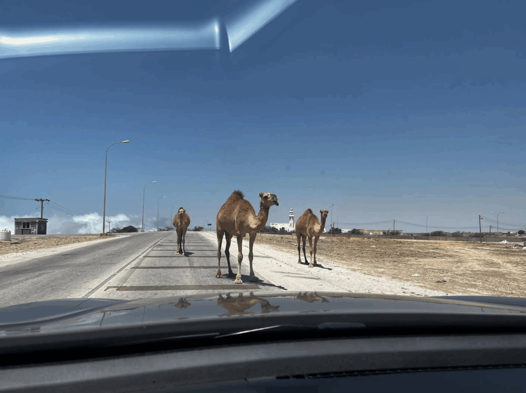 Camels in the Dhofar region of Oman.