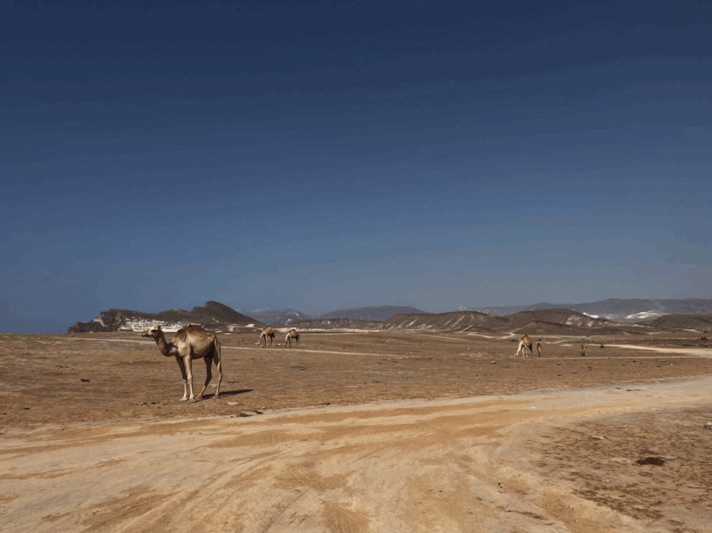 Camels at Eftalquot Viewpoint, Salalah.
