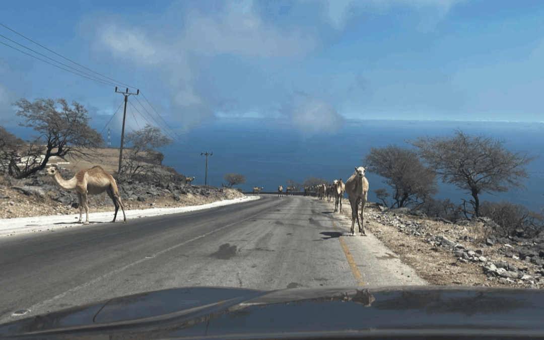 Salalah | Ultimate Guide For Exploring The South of Oman