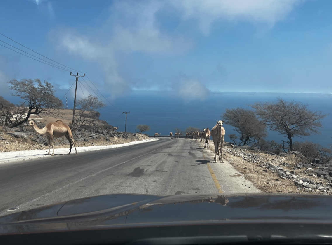 Camels on the road in Salalah.
