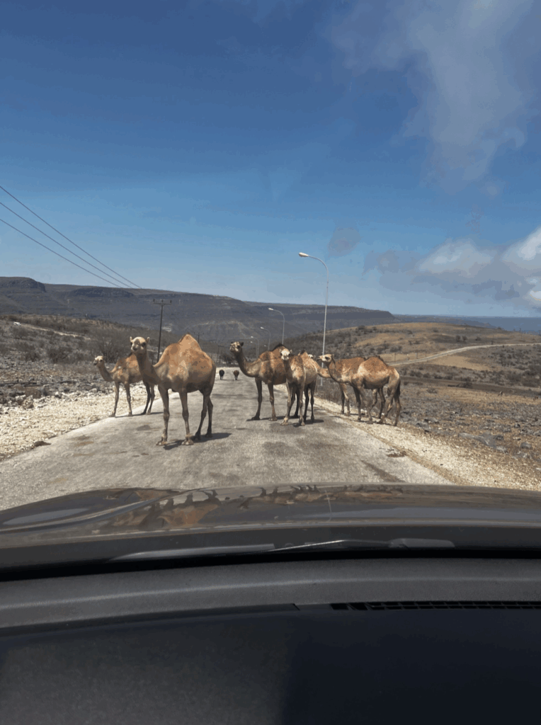 Camels in Dhofar, Oman.