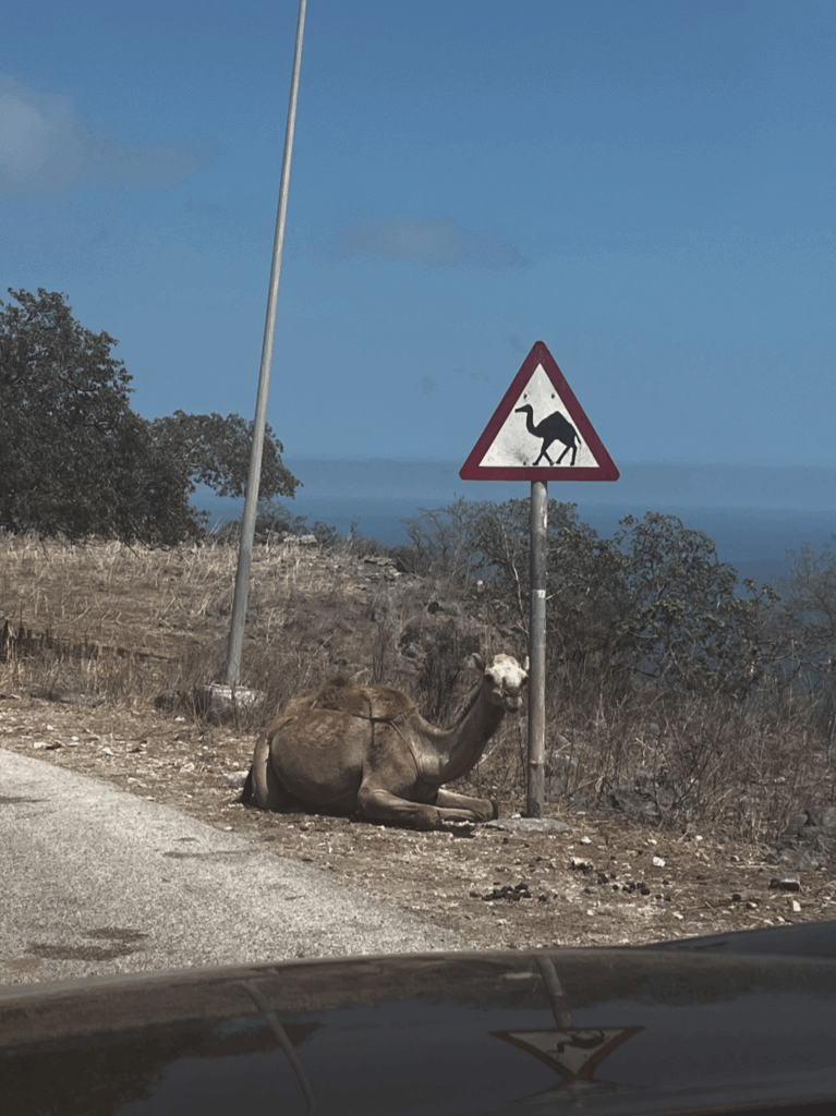 A camel resting on the side of the road in Salalah.