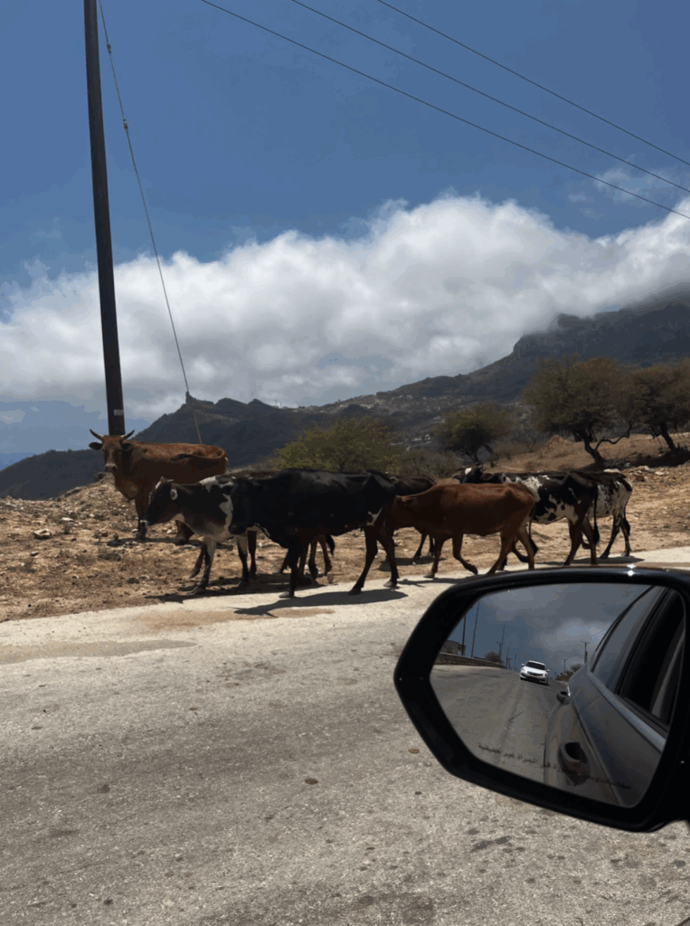 Wild cows on the road in Salalah.