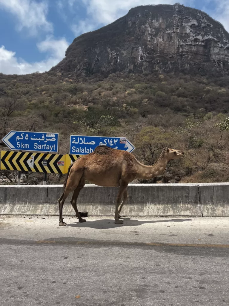 camel crossing the road in salalah