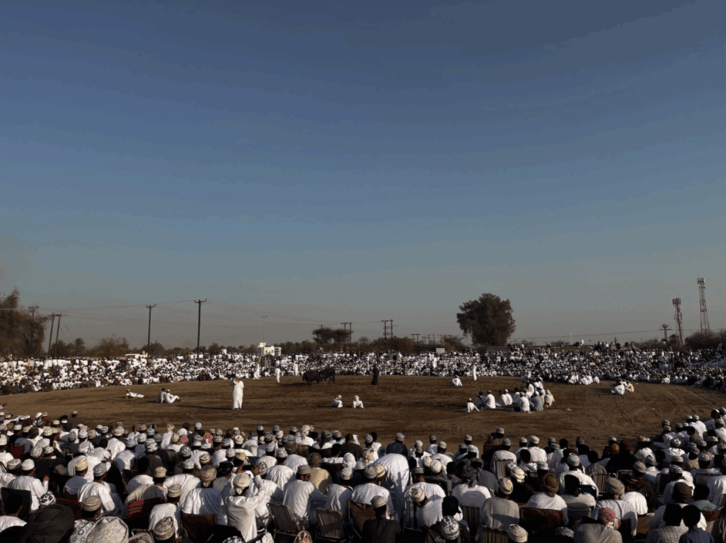 Bull Fighting in Oman