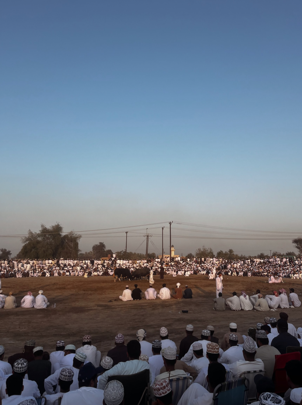 Bull Fighting in Oman