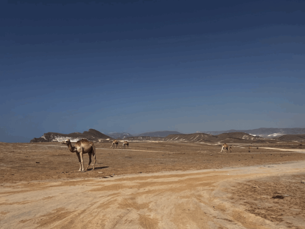 Salalah is a great place for solo travelers to explore when visiting Oman