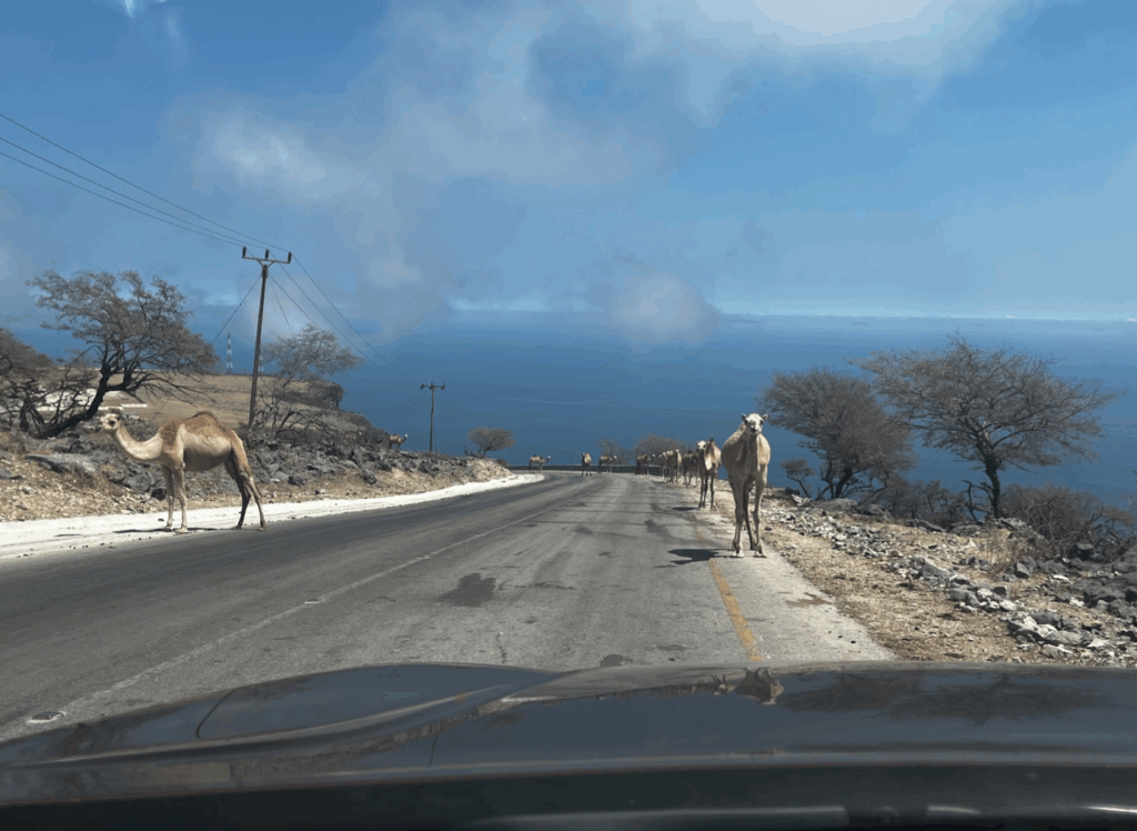 salalah is a great place to solo travel in the middle east