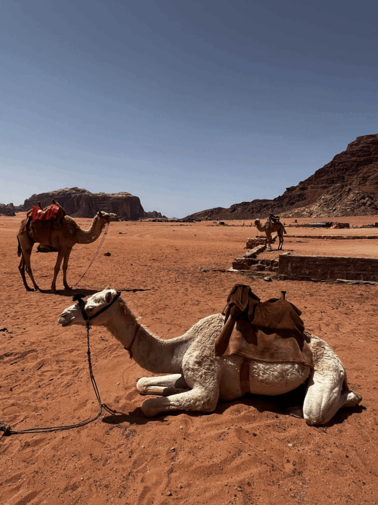 camels resting in the wadi rum desert