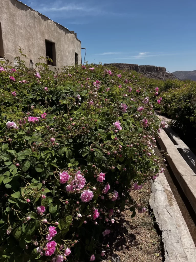 rose season in jebel akhdar
