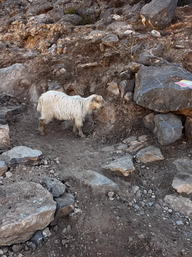 mountain goats above the suwgra
