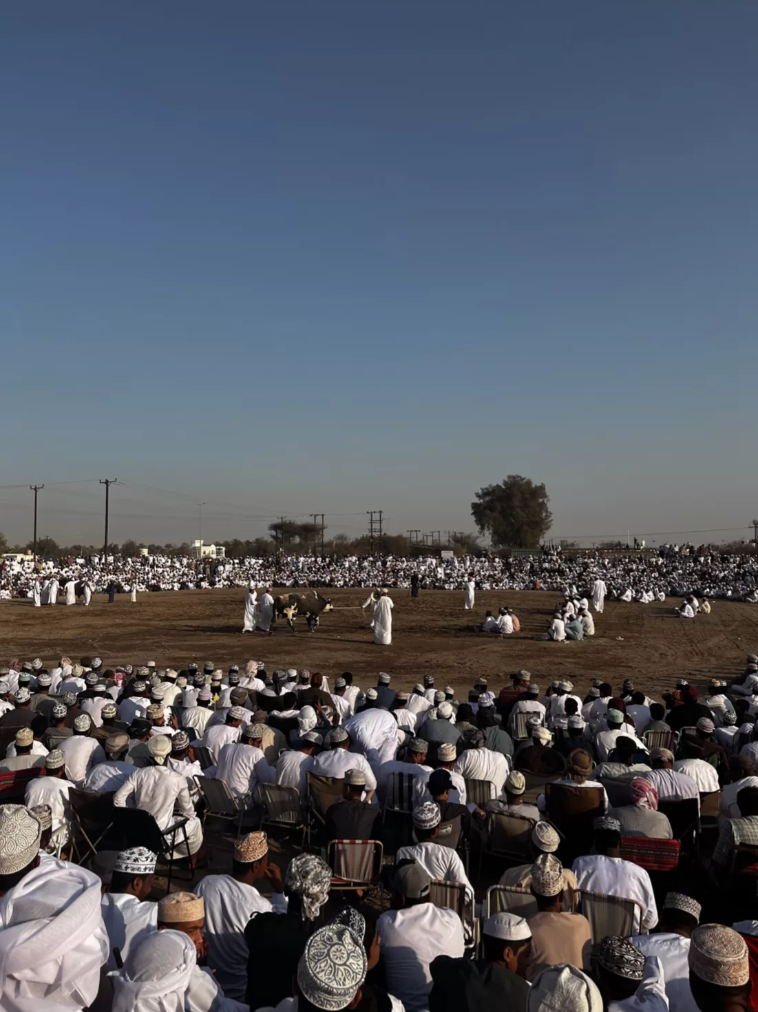 omani bull fights