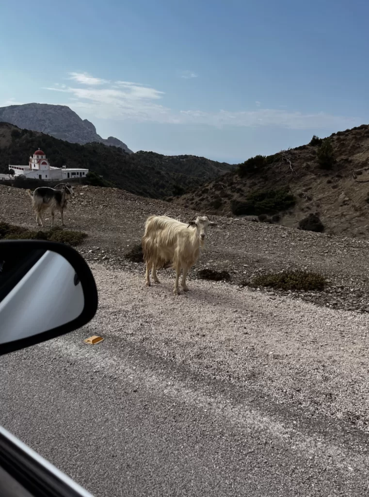 Mountain goats on Karpathos 