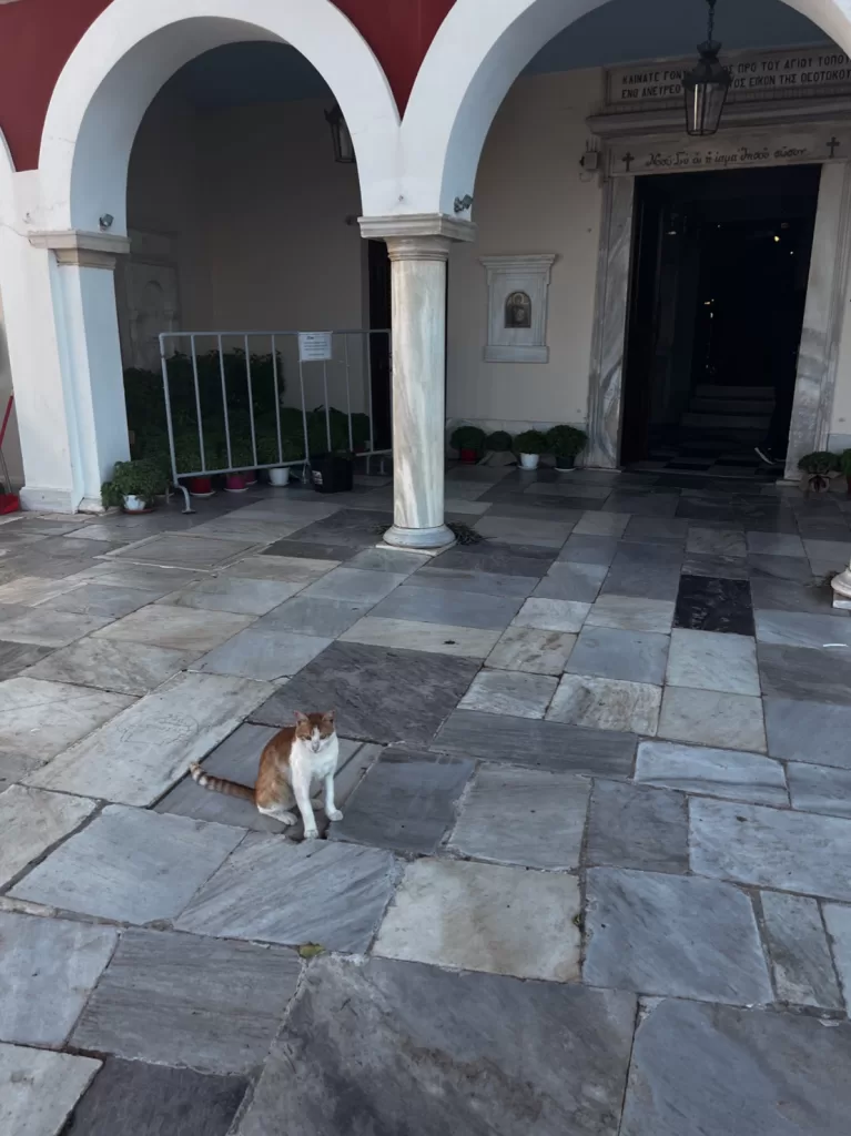 Cat in front of Panagia Church