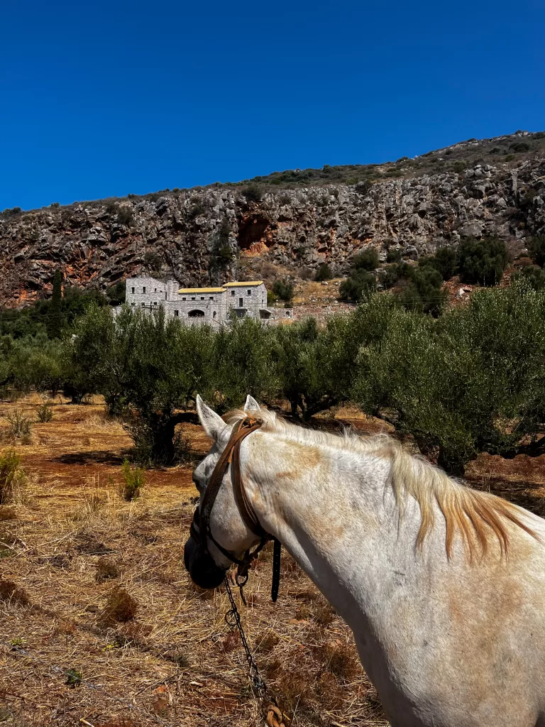 wild horses in the Mani Greece