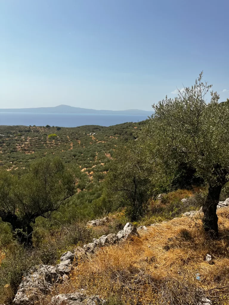 Endless olive trees in the Mani Greece