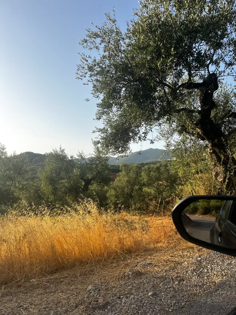 olive grove, Mani Peninsula 