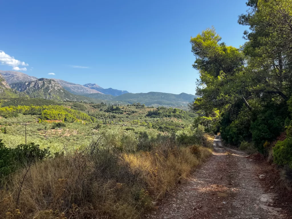 pine forests and olive groves along a side road in the Mani Peninsula Greece