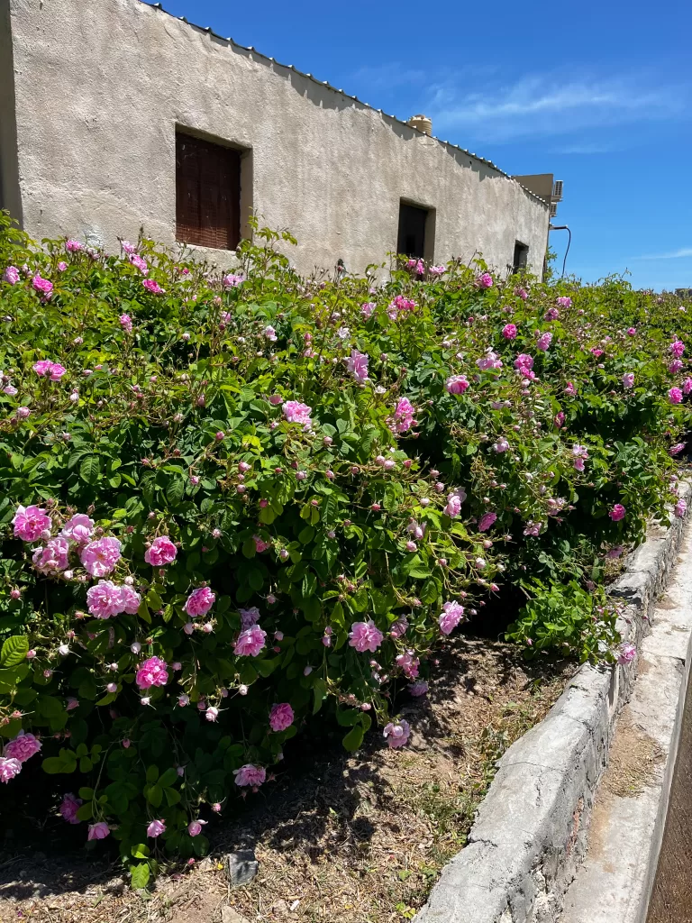 the damask rose bloom in the terraces of jebel akhdar 