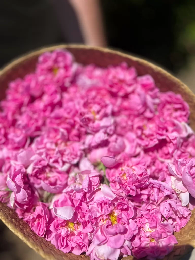 damask roses in jebel akhdar 