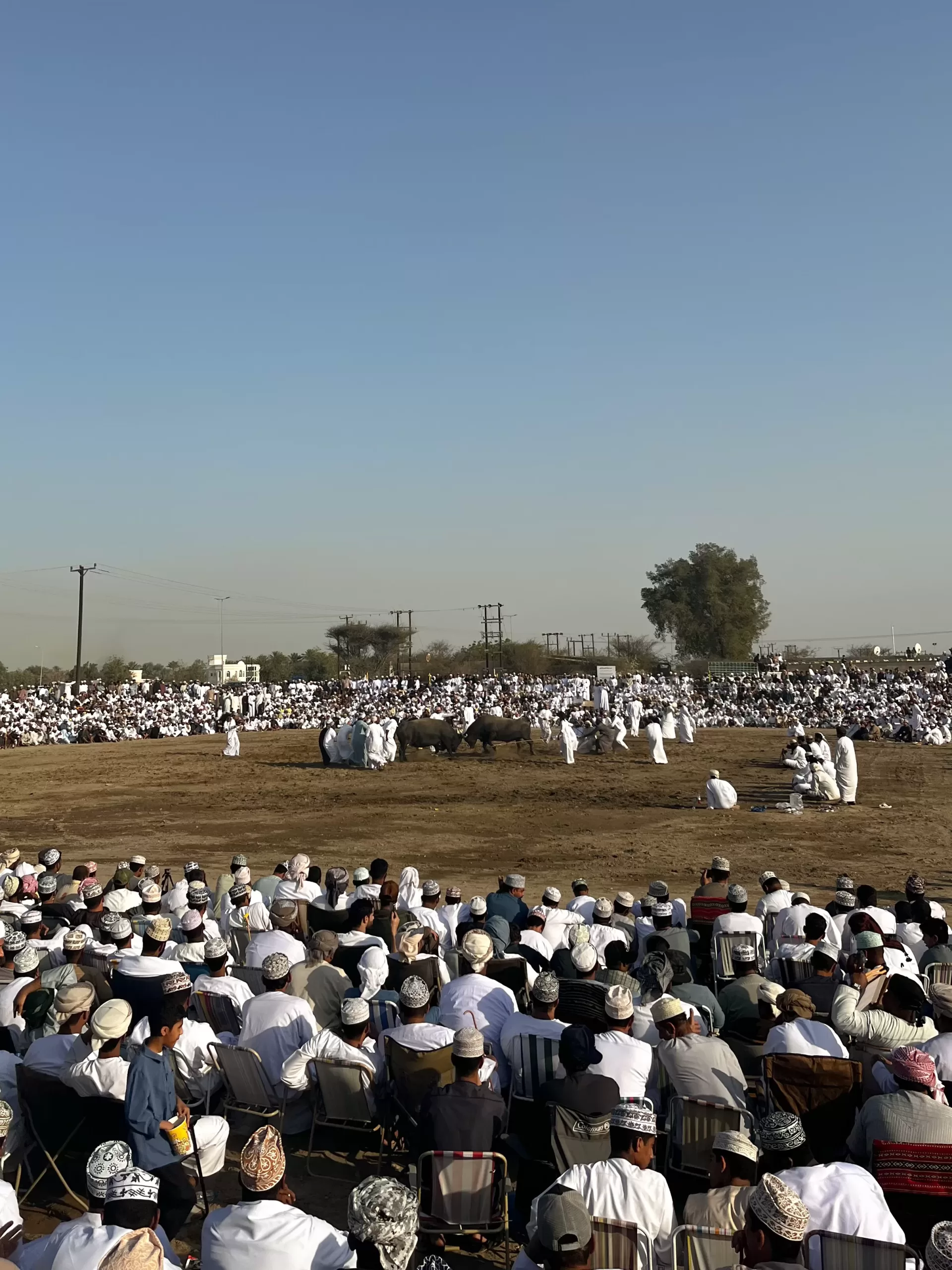 oman bullfighting an off the beaten path local experince