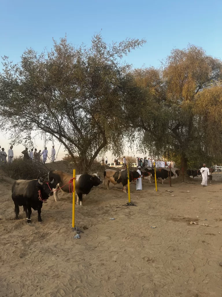 the local omani bull fights in liwa oman