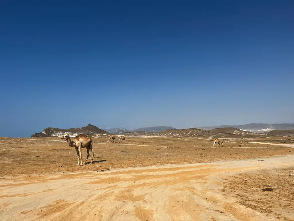 camels are everywhere in salalah oman