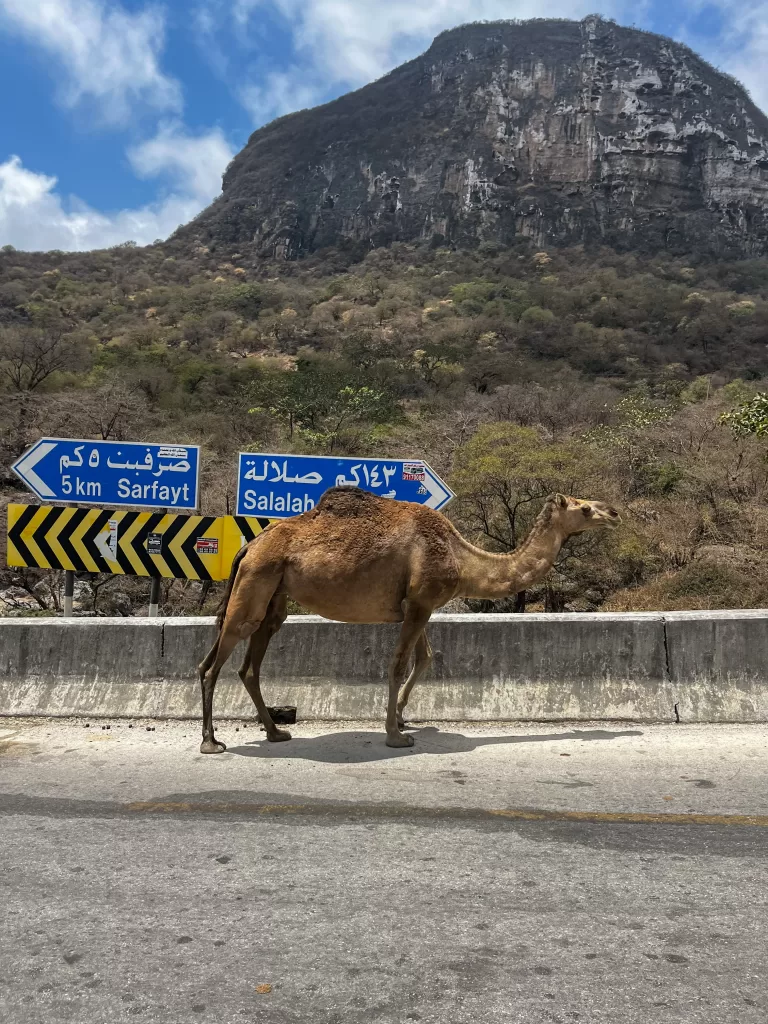 a wild camel on the road in salalah 