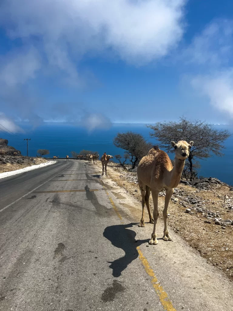 wild camels on the road in salalah with the arabian sea in the background 
