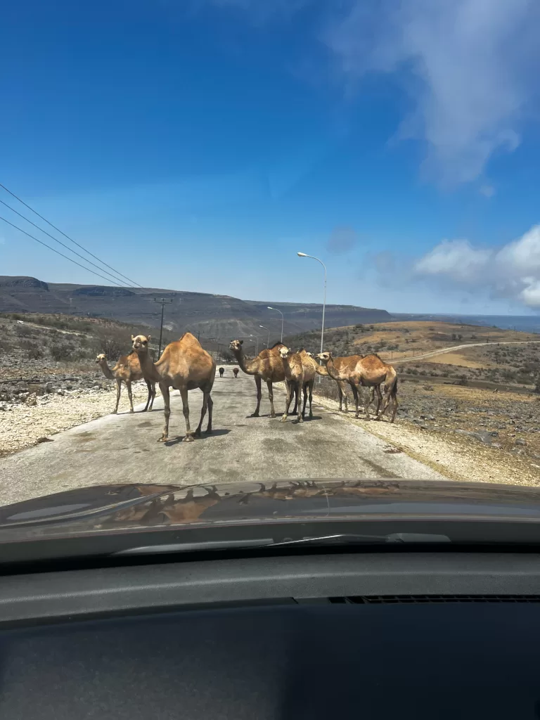 camels in oman