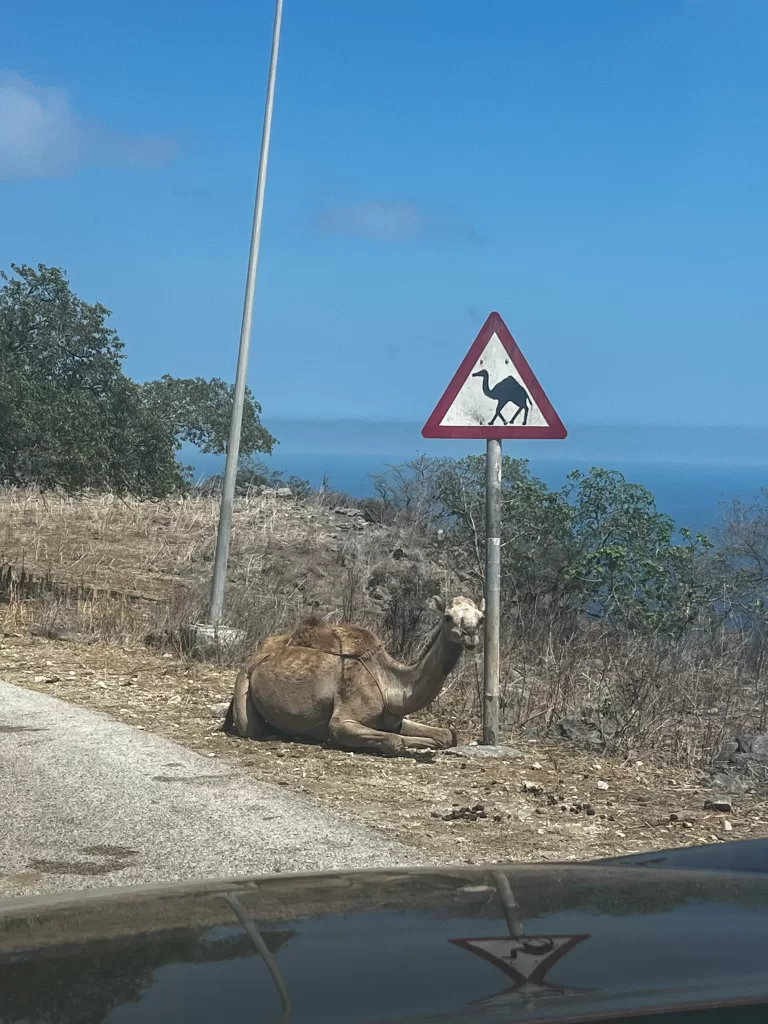 a camel rests under a camel warning sign in salalah oman