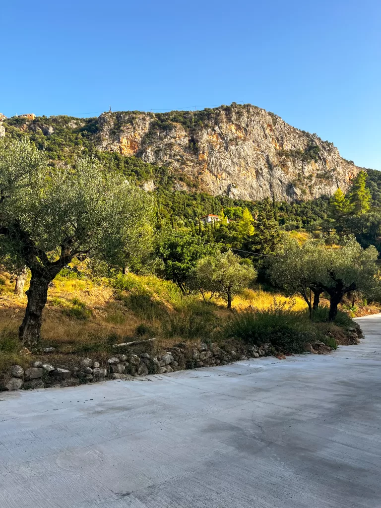 wild olive groves in the Mani Peninsula Greece