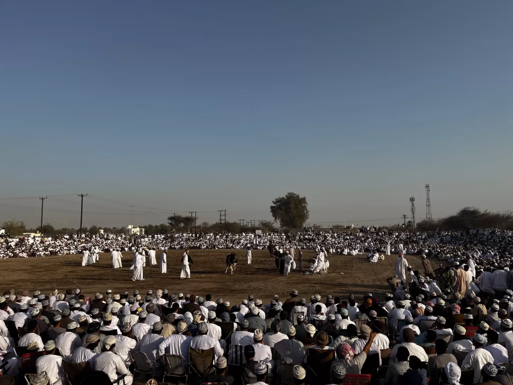 watching the bull fights in oman