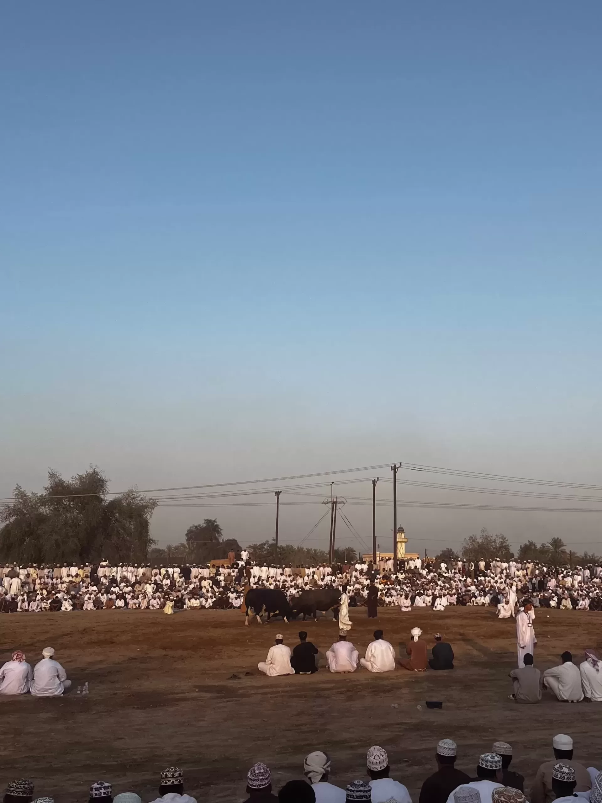 the bull fights of oman