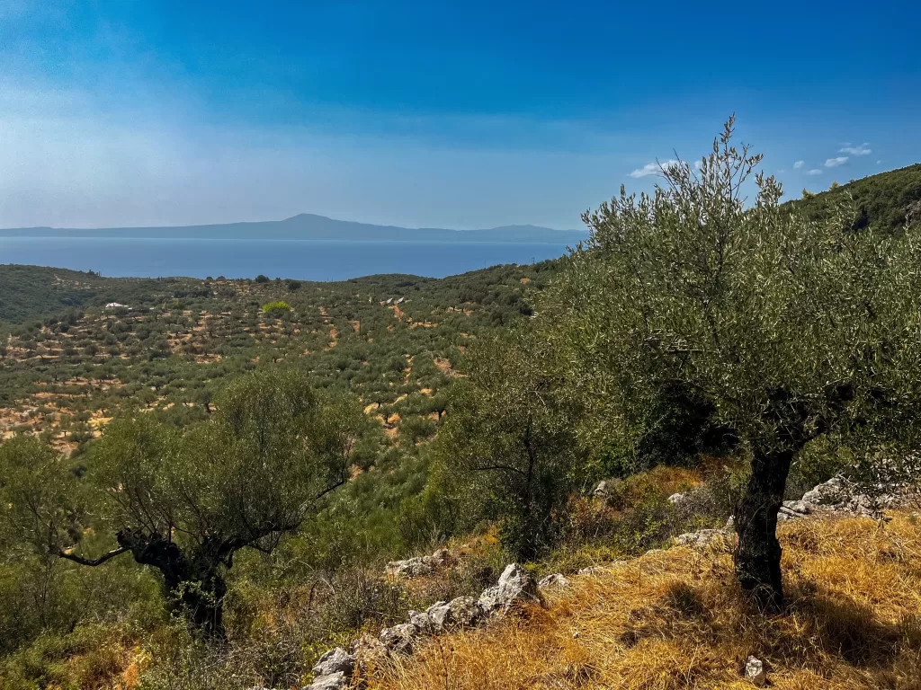 olive trees in Greece's Mani Peninsula