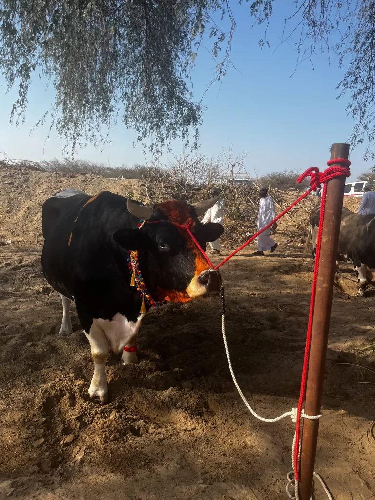 a bull in liwa oman