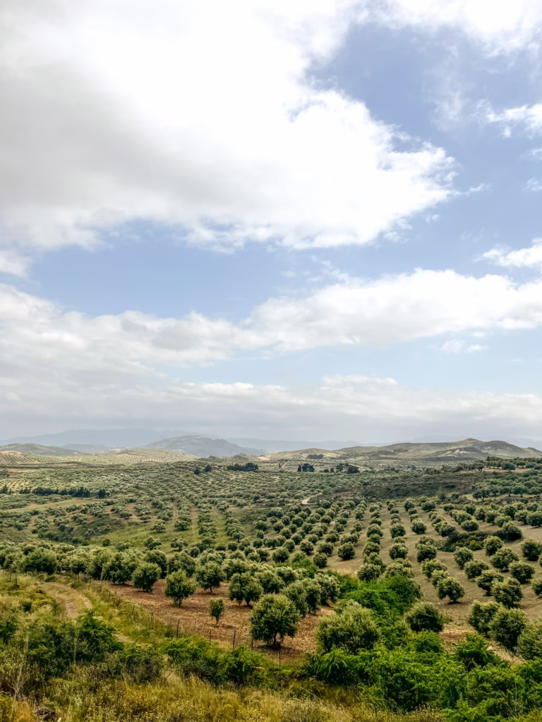 the countryside of Crete is blanketed in olive trees